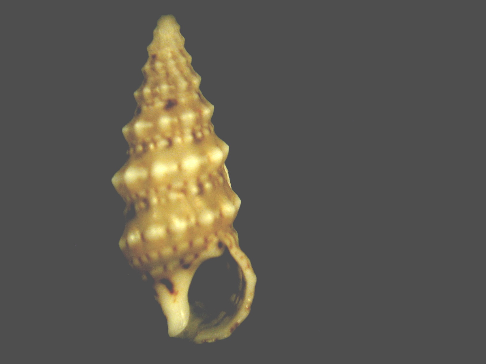 Cerithium renovatum (=Cerithium rupestre)